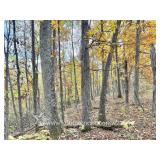 24+/- Acre Clay County Land 