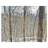 71+/- Acre Mingo County WV Land 