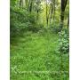 30+/- Acre Wetzel County WV Land 