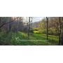 113+/- Acre Monroe County Creamery Land 