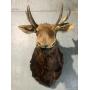 Lifetime Collection of Taxidermy Estate Sale and Online Auction