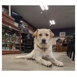 Trains & Accessories