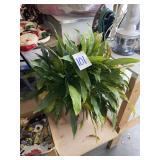 live houseplant
