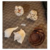 Coastal Decor Collection: Seashells and Trays