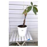 ALUMINUM FOLDING TABLE AND PLANT IN PLANTER