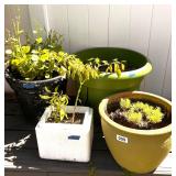GROUP OF PLANTS IN PLANTERS
