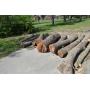 Group of Wood Logs - Black Walnut, OAK & Pine