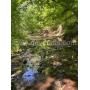 3.87 acres of Wooded Land in Cape Girardeau, Missouri