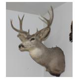 DR 9 Point Buck Mount 25' NO SHIPPING