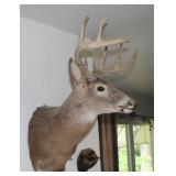 8 Point Buck Mount NO SHIPPING
