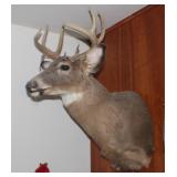 LR 8 Point Buck Mount NO SHIPPING