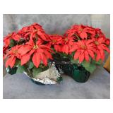 Two Silk Poinsettias