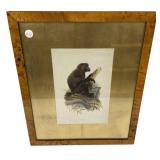 Macacus Inornatus Framed Print 22"h., 18"w