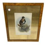 Cercopithecus Erythrogaster Framed Print 22"h., 1