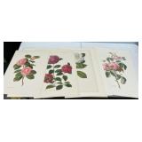 Group of Botanicals Prints 18"h., 13"w
