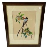 Forked Tail Fly Catcher Hand Colored Print 30"h.,