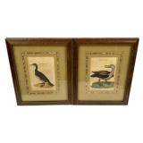 Corvorant and Albatross Framed Prints12"h., 9"w