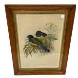 Trogon Caligatus Gould Framed Lithograph 25"h., 1