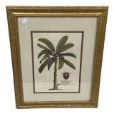 24'h., 19'w George Ehret Banana Palm Duke of Cha