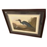 Blue Crane Heron Audubon Style Print 34'h., 43'w