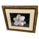 21'h., 24'w Photograph Magnolia