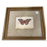 Reproduction of the timeless beauty of Butterfly V