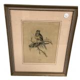 19"h., 16"w Gould Bird Print