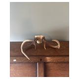 Deer horns