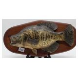Black Crappie Mount