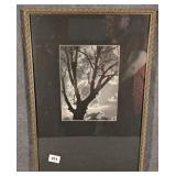 Nicely Framed Black & White Tree Photograph