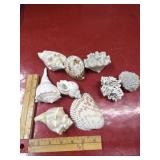 Vintage coral shell Lot