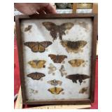 Vintage mounted butterflies shadow box 10.5x12.5