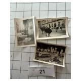 ARP Shelter Photos Bulls NICE