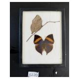 Moth and Butterfly Vintage Taxidermy Display