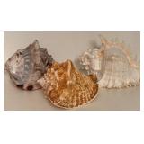Large Conch Shells