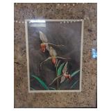 Framed Artwork of Paphiopedilum Rothschildianum