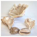 Five Decorative Seashells