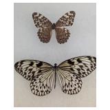 Mounted Butterfly Specimens