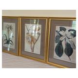Botanical Prints after Philip Miller