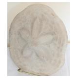 Large Fossilized Sand Dollar Specimen