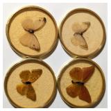 ViTG Butterfly Specimen Coasters