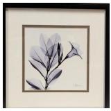Albert Koetsier, Botanical X-Ray Radiograph Print