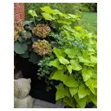 Matte Black Planter Plant Arrangement
