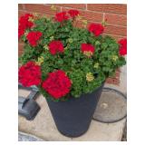 Potted Red Geranium