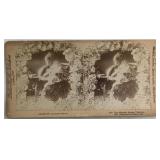 Antique Stereoview Card