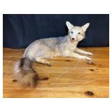 Fox Taxidermy