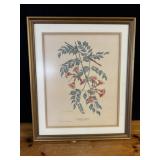 Nelly Meadows Picture Trumpet Creeper