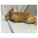Brown Male Rabbit with White Belly