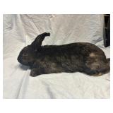 Black Female Rabbit