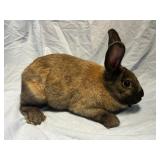Brown and Gray Female Rabbit
